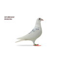 Lot 4 CCF 2023 6113 Grizzle Hen