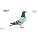 Lot 9. CCF 2023 6140 B.Bar Cock