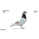 Lot 16 CCF 2023 6167 Mealy Cock