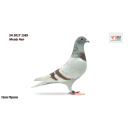 Lot 64 SH 2017 1585 Mealy Hen