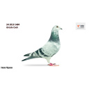 Lot 72. SH 2019 1484 Grizzle Cock