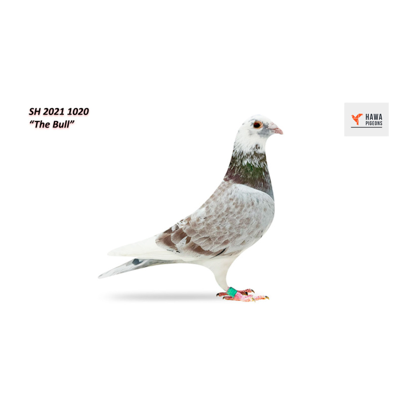 Lot 7 SH 2024 1079 B.Pied Hen