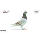 Lot 43 SH 2021 1023 Mealy Hen