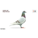 Lot 32 SH 2021 1142 Mealy Pied Cock