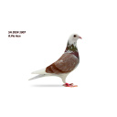 Lot 2  SH 2024 1007 R.Pied Hen
