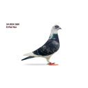 Lot 2 SH 2024 1054 B.Pie Hen