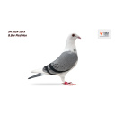 Lot 7 SH 2024 1079 B.Pied Hen