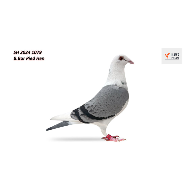 Lot 7 SH 2024 1079 B.Pied Hen